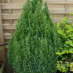 Cypress, Lawson 'Ellwood's Gold'